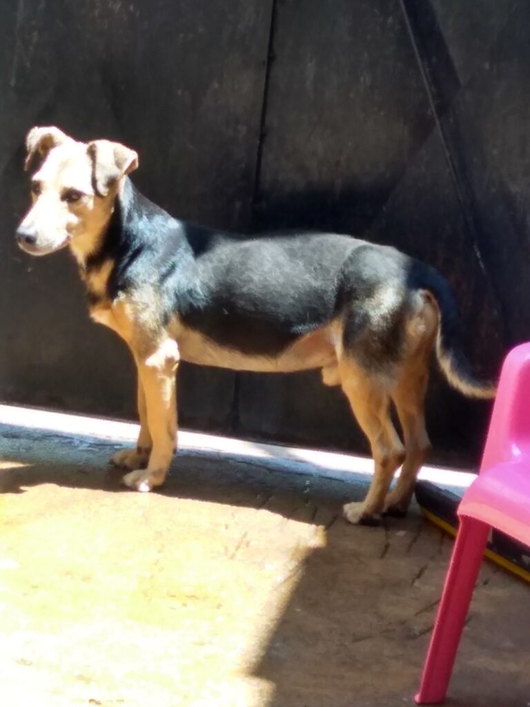 Cachorro Médio para adoção em Embu - São Paulo