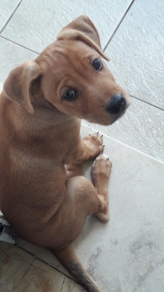 Cachorro Médio para adoção em Mogi das Cruzes - São Paulo