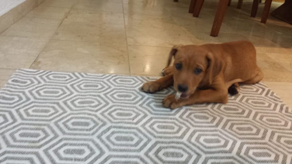 Cachorro Médio para adoção em Mogi das Cruzes - São Paulo