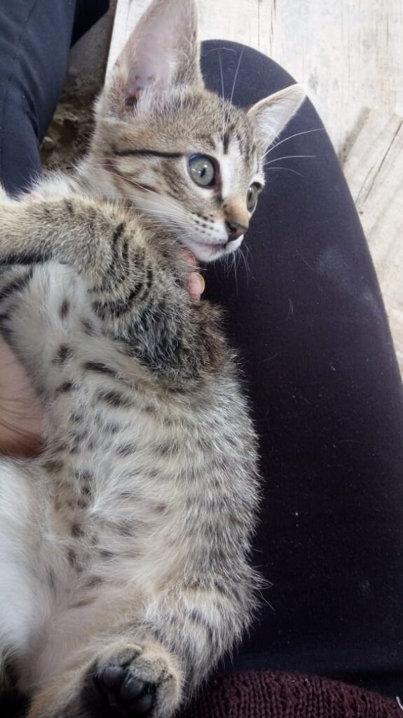 Gato Pequeno para adoção em Sorocaba - São Paulo