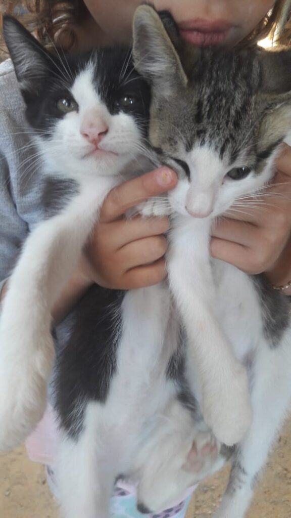 Gato Pequeno para adoção em Sorocaba - São Paulo