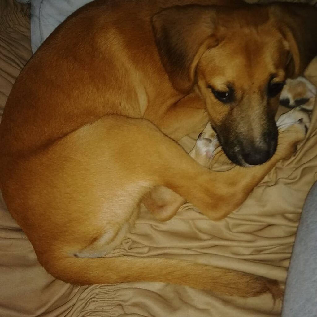 Cachorro Pequeno para adoção em Guarulhos - São Paulo