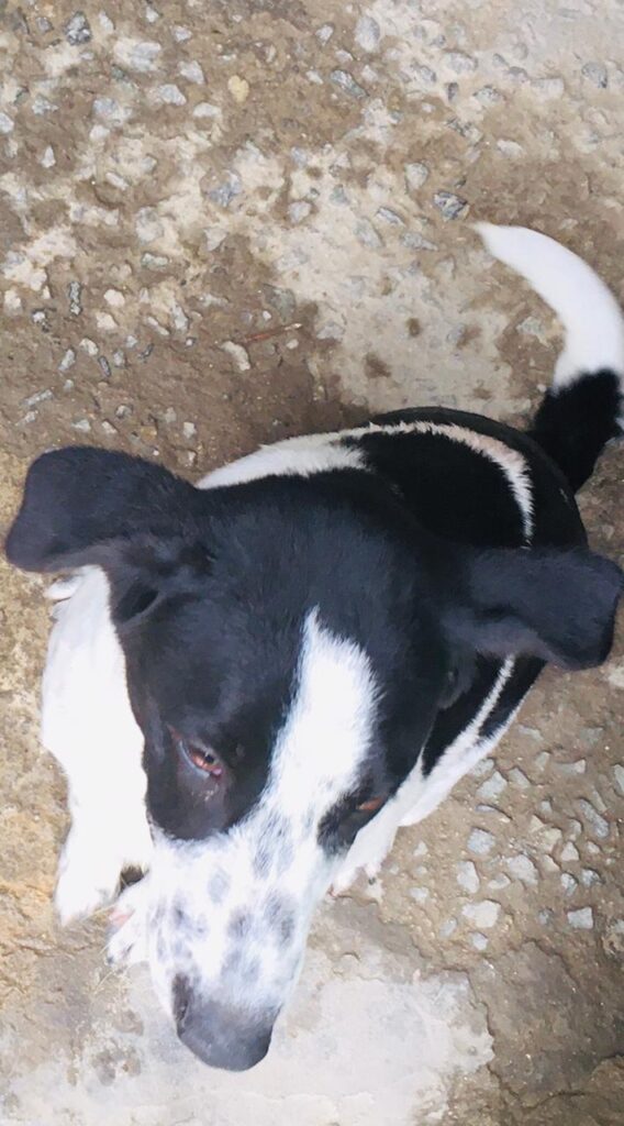 Cachorro Grande para adoção em Contagem - Minas Gerais