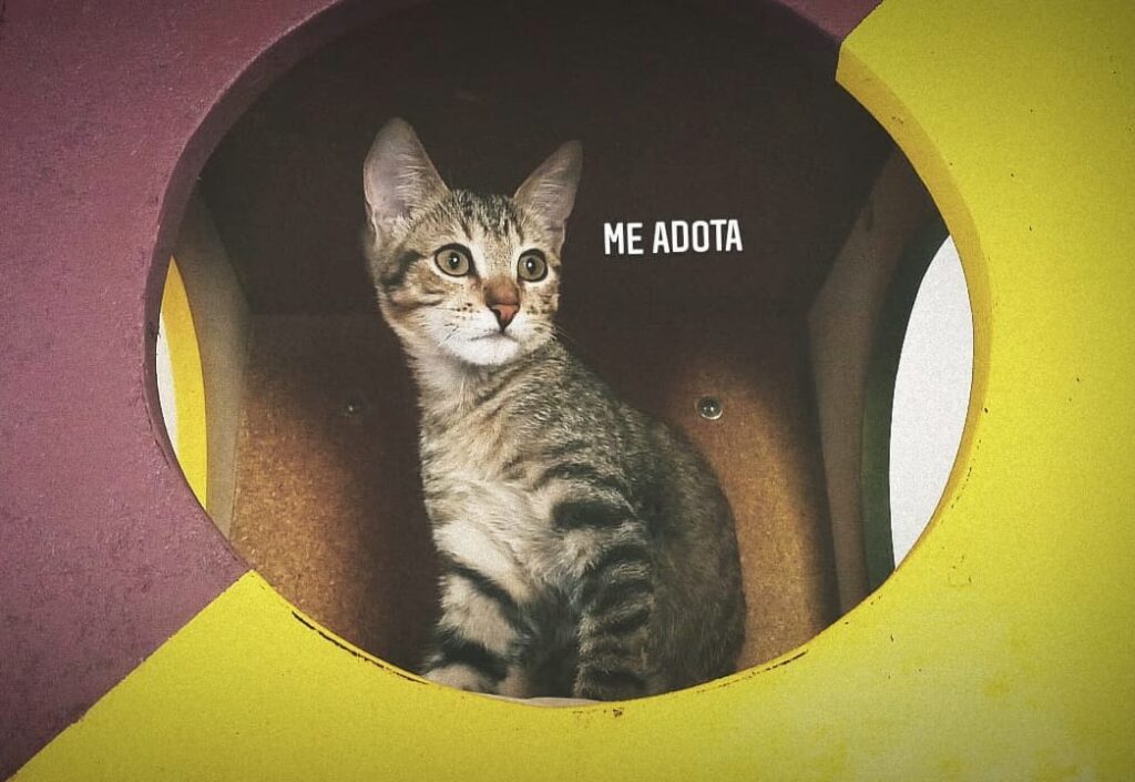 Gato Pequeno para adoção em Porto Alegre - Rio Grande do Sul