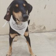 Cachorro porte medio para adoção em Brasília - Distrito Federal