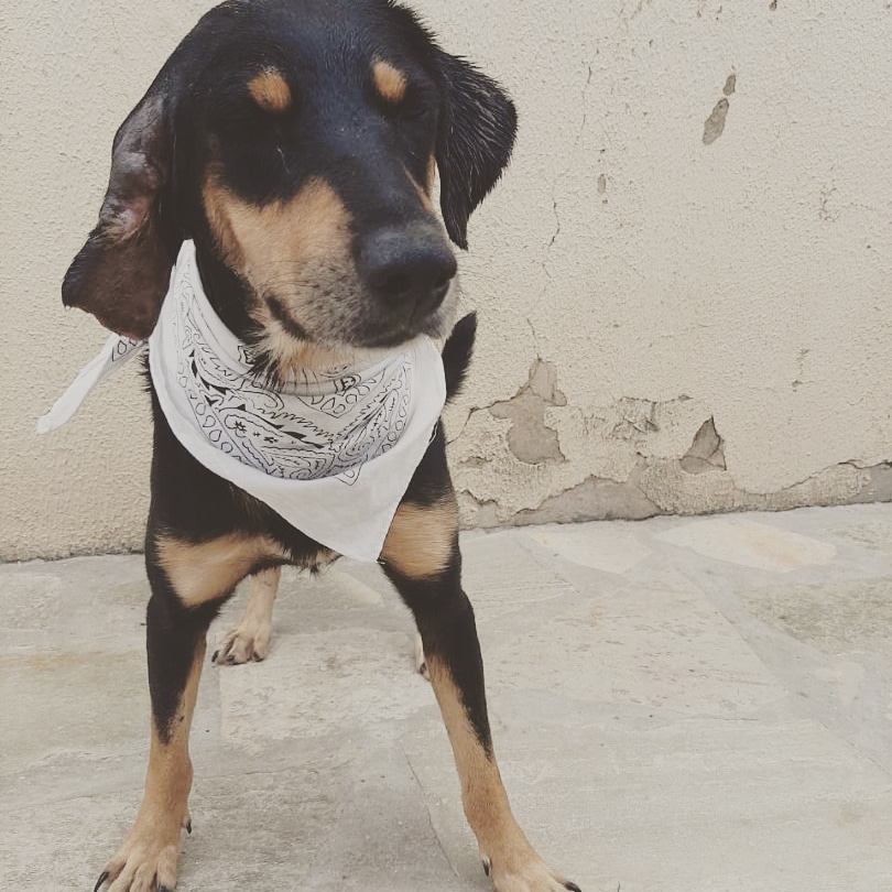 Cachorro Médio para adoção em Brasília - Distrito Federal