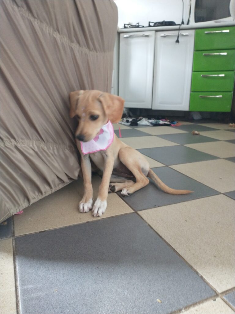 Cachorro Médio para adoção em Brasília - Distrito Federal