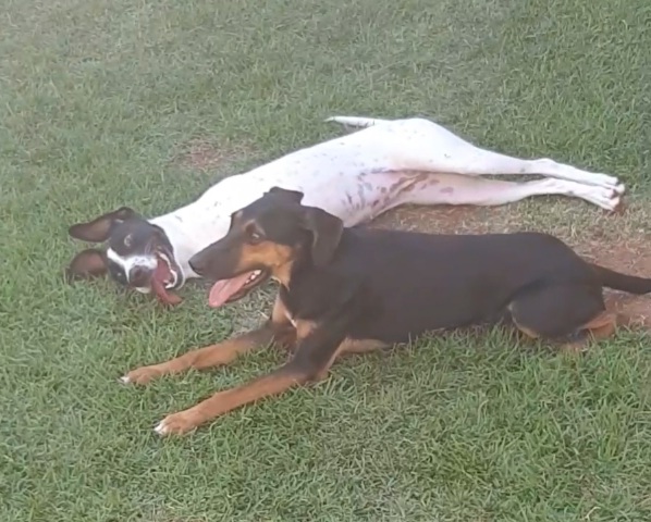 Cachorro Grande para adoção em Sumaré - São Paulo