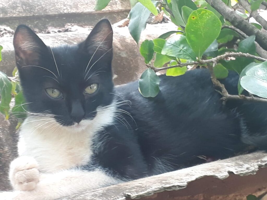 Gato Grande para adoção em Sorocaba - São Paulo