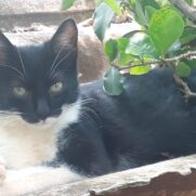 Gato porte grande para adoção em Sorocaba - São Paulo