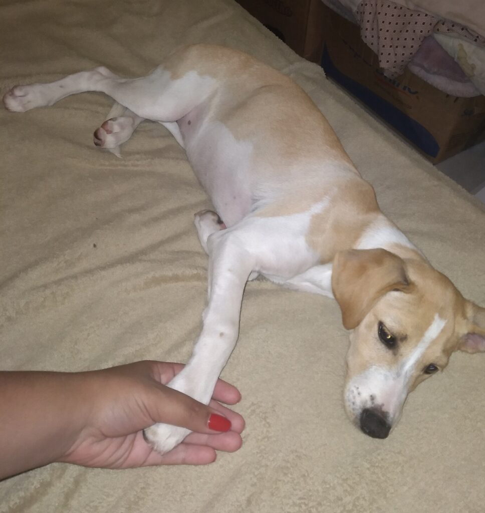 Cachorro Médio para adoção em São Paulo - São Paulo