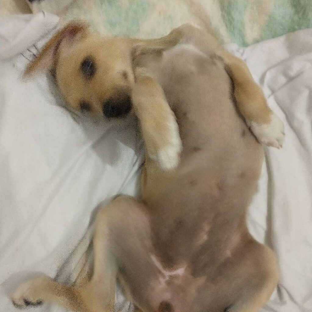 Cachorro Médio para adoção em Brasília - Distrito Federal