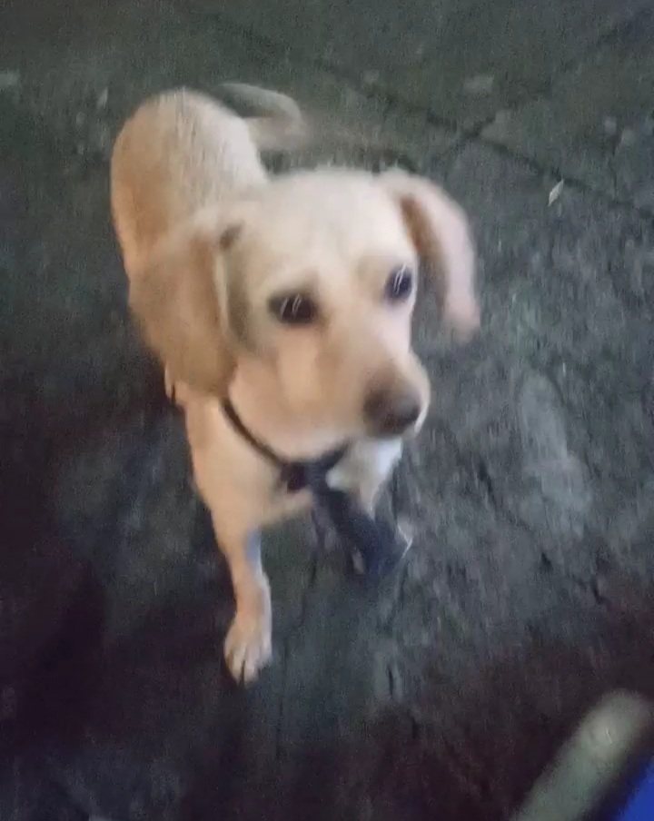 Cachorro Médio para adoção em Belo Horizonte - Minas Gerais