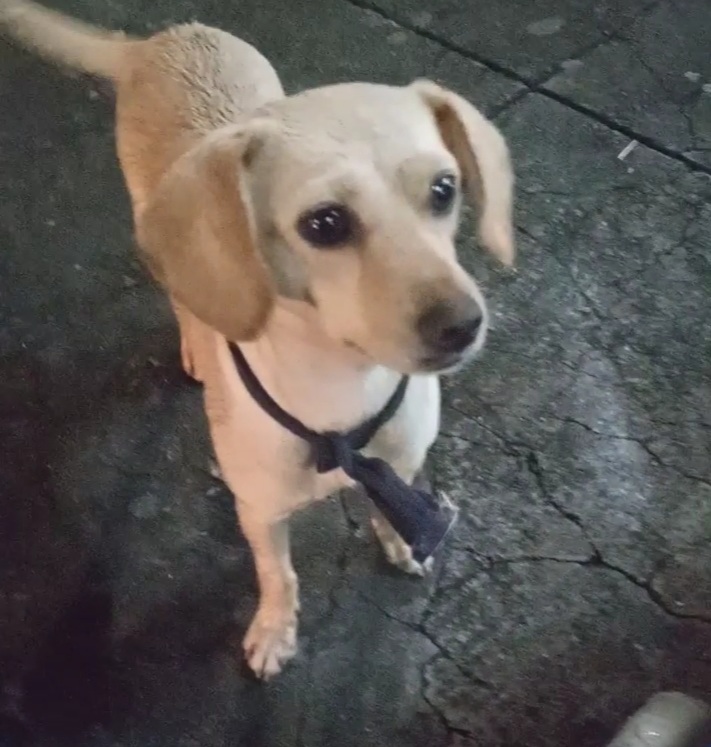 Cachorro Médio para adoção em Belo Horizonte - Minas Gerais