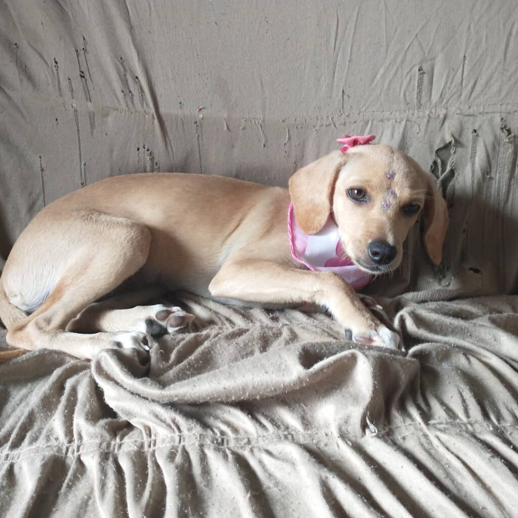 Cachorro Médio para adoção em Brasília - Distrito Federal