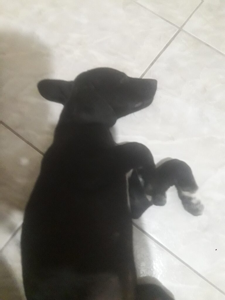 Cachorro Pequeno para adoção em Viçosa - Minas Gerais