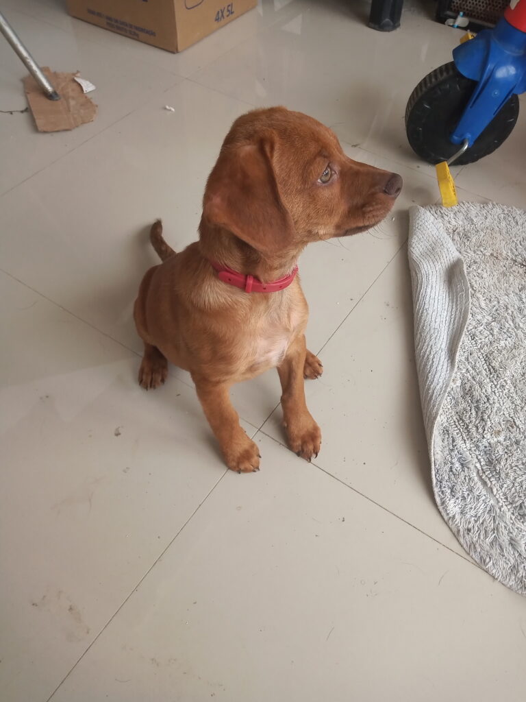 Cachorro Médio para adoção em São Paulo - São Paulo