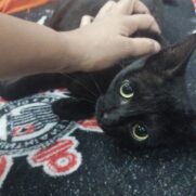 Gato porte pequeno para adoção em São Paulo - São Paulo