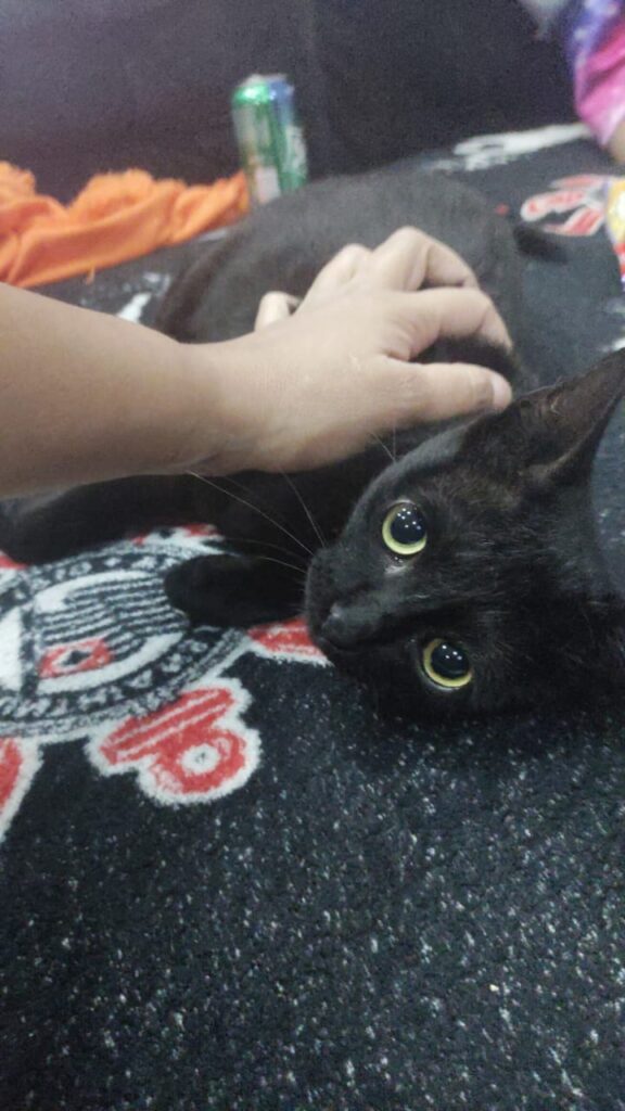 Gato Pequeno para adoção em São Paulo - São Paulo