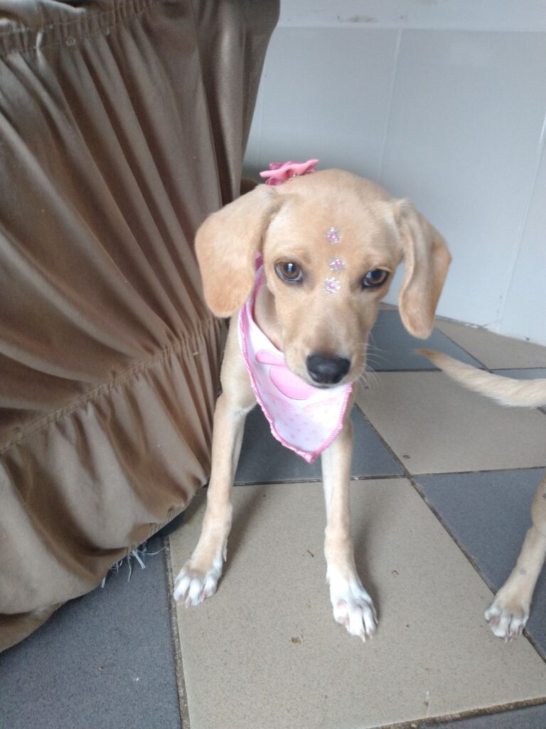 Cachorro Médio para adoção em Brasília - Distrito Federal