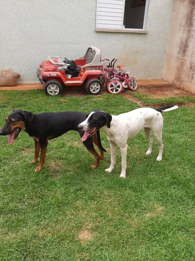 Cachorro Grande para adoção em Sumaré - São Paulo