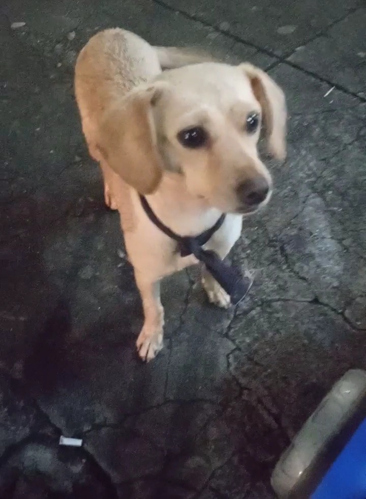 Cachorro Médio para adoção em Belo Horizonte - Minas Gerais