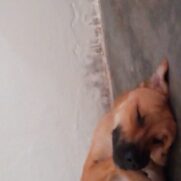 Cachorro porte medio para adoção em Recife - Pernambuco