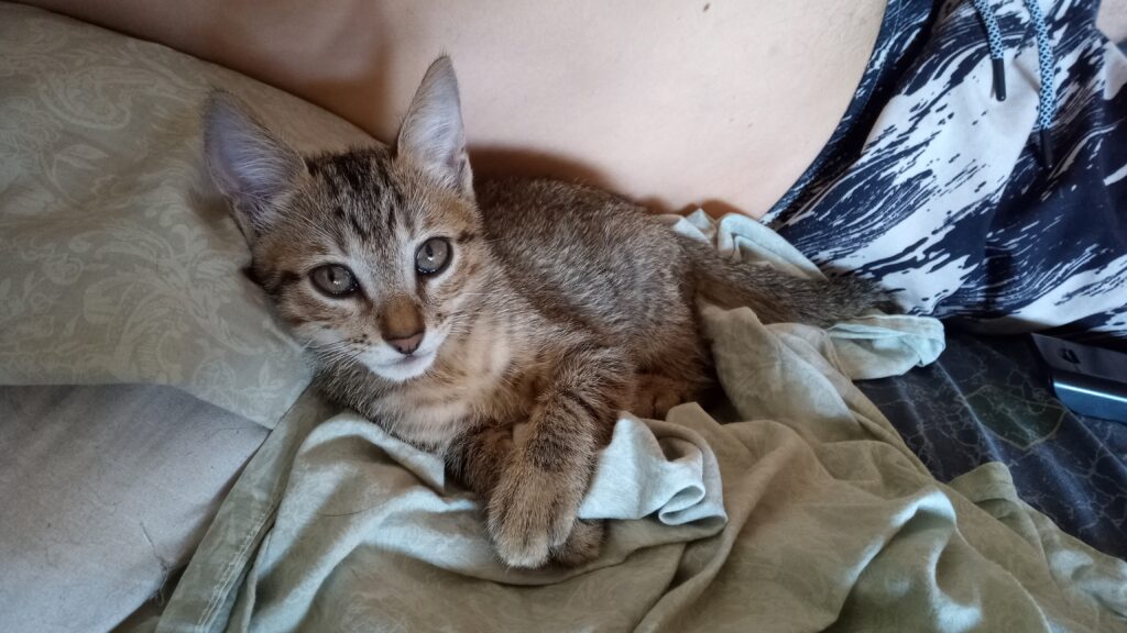 Gato Pequeno para adoção em Porto Alegre - Rio Grande do Sul