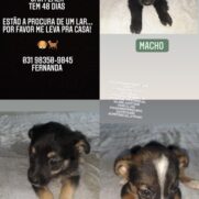 Cachorro porte medio para adoção em Belo Horizonte - Minas Gerais