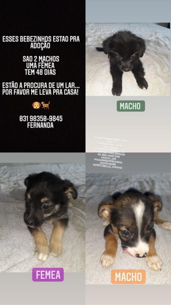 Cachorro Médio para adoção em Belo Horizonte - Minas Gerais