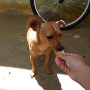 Cachorro porte pequeno para adoção em Sarzedo - Minas Gerais