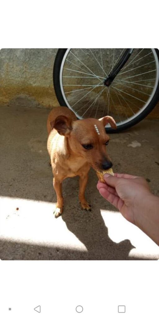 Cachorro Pequeno para adoção em Sarzedo - Minas Gerais