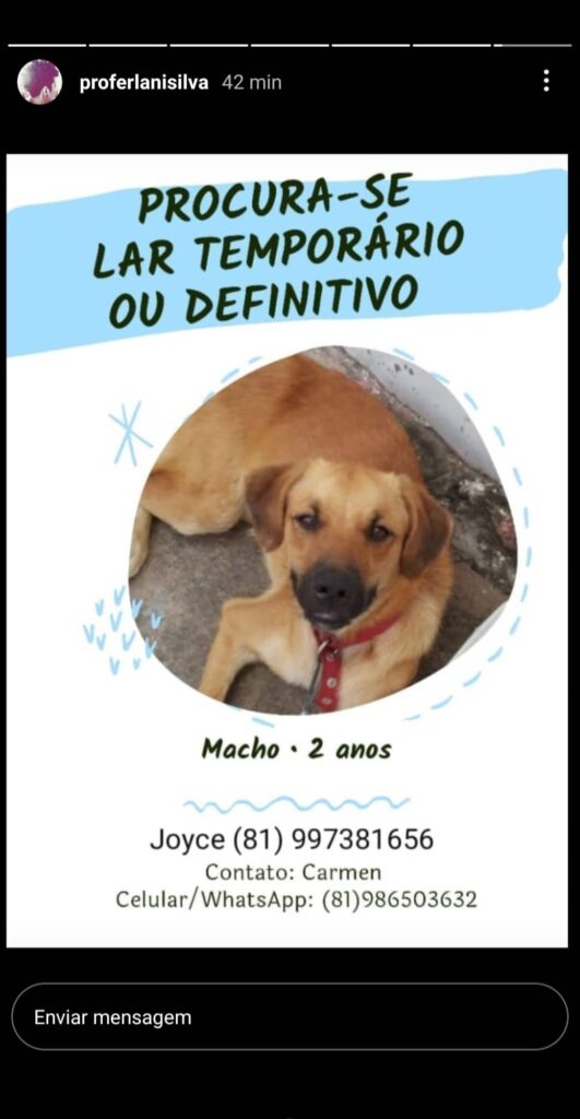 Cachorro Médio para adoção em Recife - Pernambuco