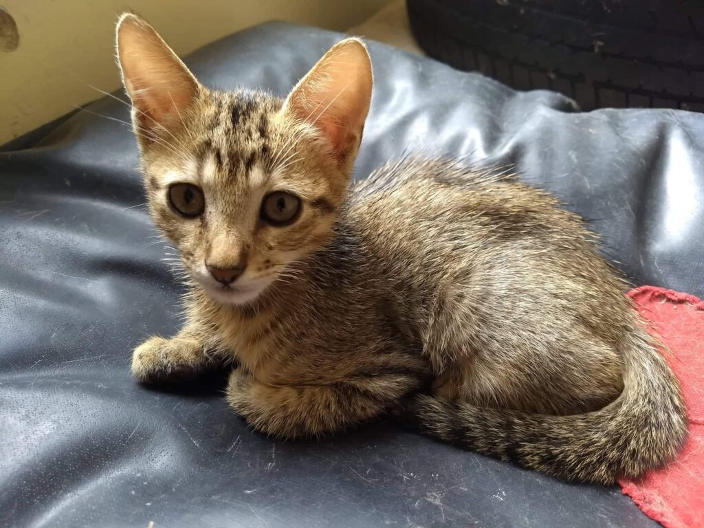 Gato Pequeno para adoção em Porto Alegre - Rio Grande do Sul