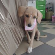 Cachorro porte medio para adoção em Brasília - Distrito Federal