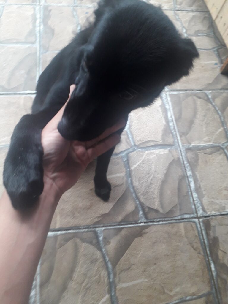 Cachorro Médio para adoção em Guarulhos - São Paulo