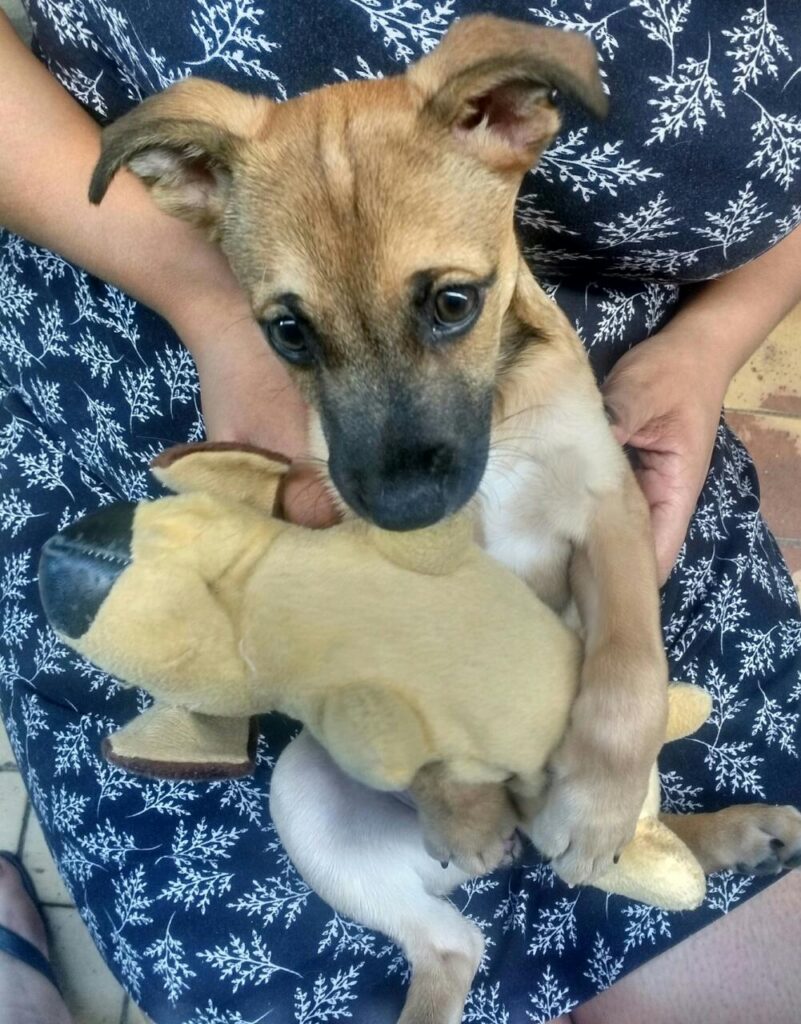 Cachorro Médio para adoção em Suzano - São Paulo