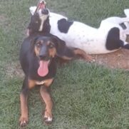 Cachorro porte grande para adoção em Sumaré - São Paulo