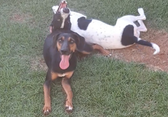 Cachorro Grande para adoção em Sumaré - São Paulo