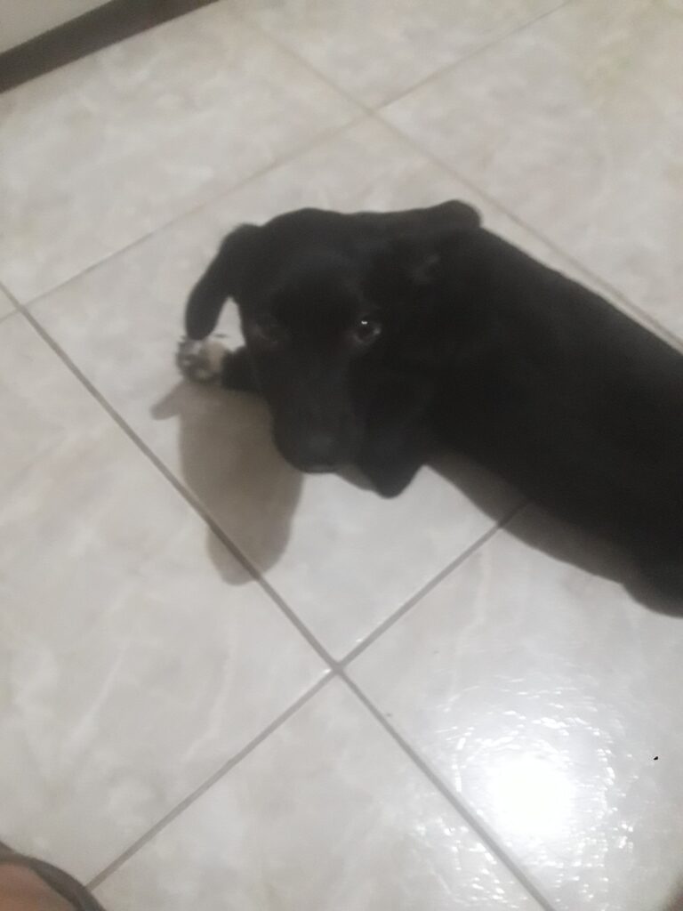 Cachorro Pequeno para adoção em Viçosa - Minas Gerais