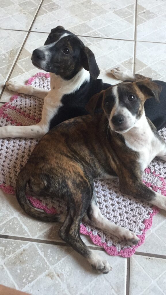 Cachorro Médio para adoção em Goiânia - Goiás