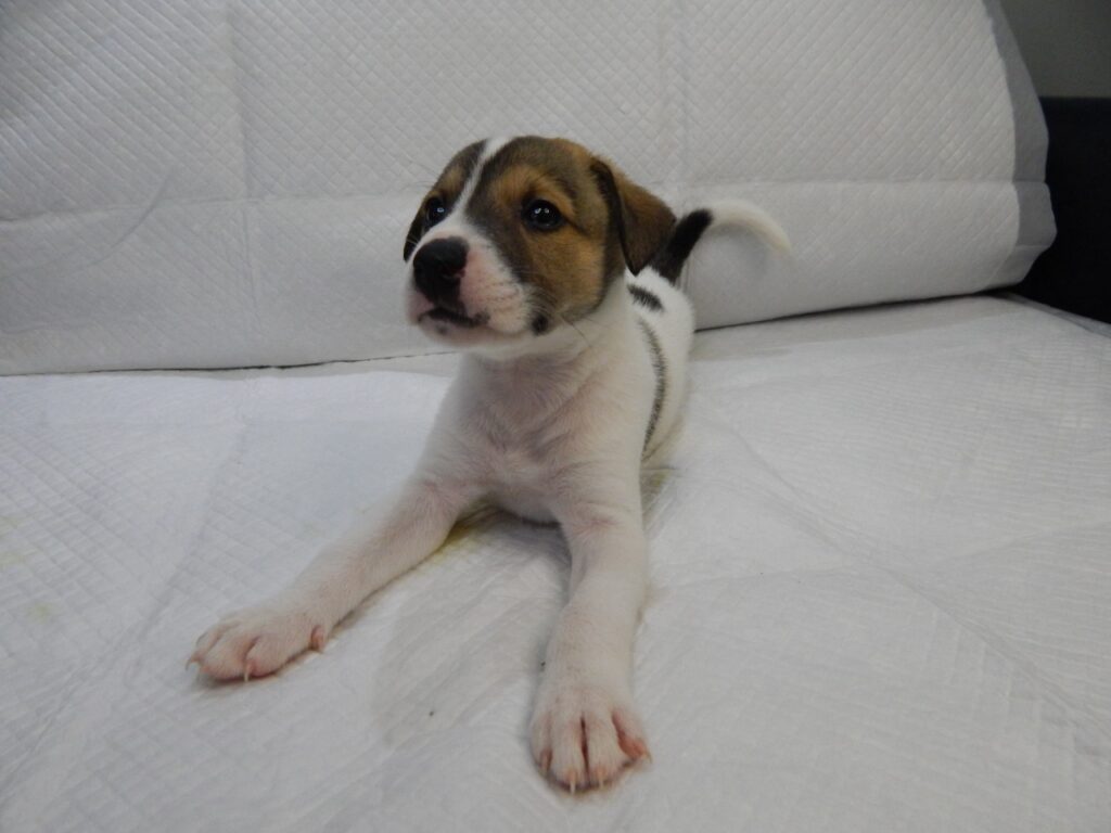 Cachorro Médio para adoção em Porto Alegre - Rio Grande do Sul