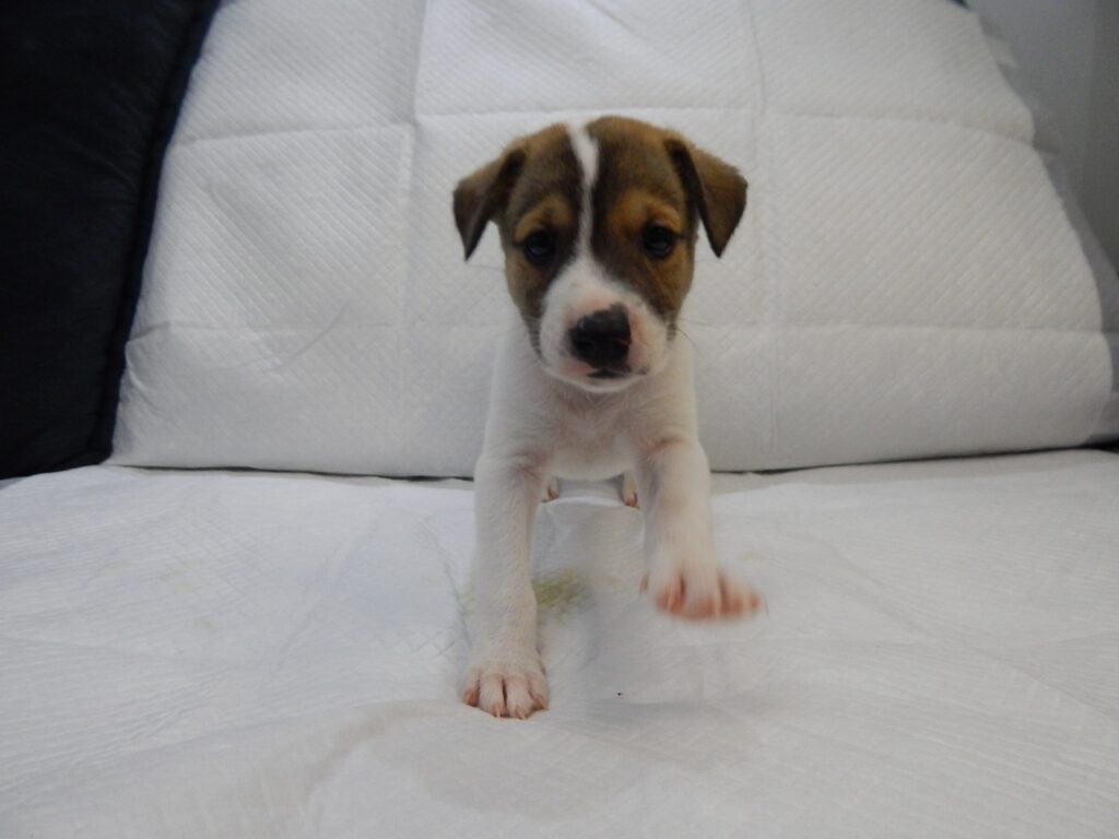 Cachorro Médio para adoção em Porto Alegre - Rio Grande do Sul