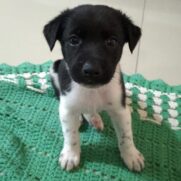 Cachorro porte medio para adoção em Porto Alegre - Rio Grande do Sul