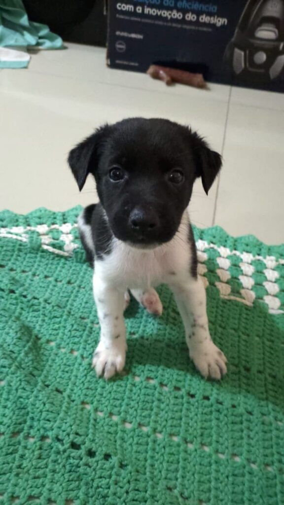 Cachorro Médio para adoção em Porto Alegre - Rio Grande do Sul