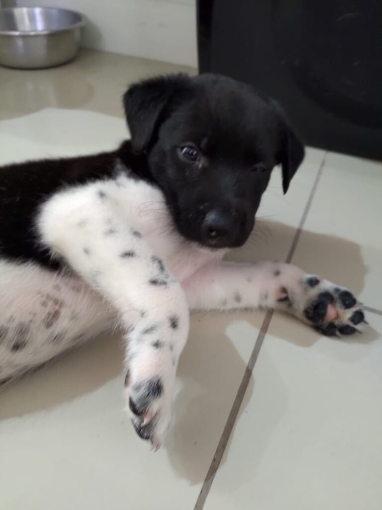 Cachorro Médio para adoção em Porto Alegre - Rio Grande do Sul