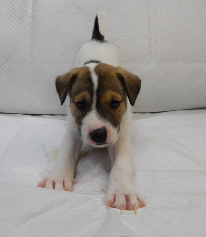 Cachorro Médio para adoção em Porto Alegre - Rio Grande do Sul