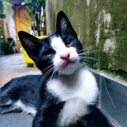 Gato porte pequeno para adoção em São Paulo - São Paulo