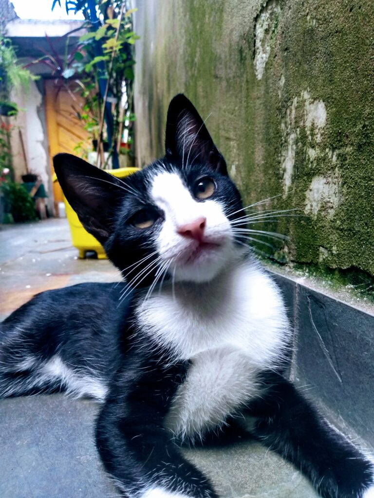 Gato Pequeno para adoção em São Paulo - São Paulo