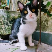 Gato porte pequeno para adoção em São Paulo - São Paulo